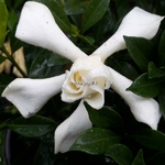 Gardenia jasminoides Celestial Star (2)