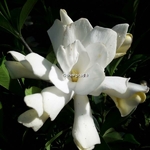 Gardenia jasminoides Celestial Star (3)