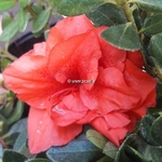 Rhododendron Repetita Coral (2)