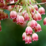 Enkianthus campanulatus Red Bells