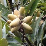 Lithocarpus edulis (1)