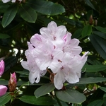 Rhododendron Halopeanum (1)