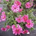 Aster Red Sunset (1)