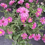 Aster Red Sunset (2)