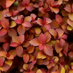 Spiraea japonica Zen'Spirit Caramel