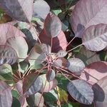 Cotinus Flamissimo (2)