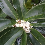 Osmanthus fragrans Nanjing Beauty (9)