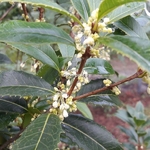 Osmanthus x fortunei San José (1)