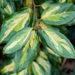 Elaeagnus ebbingei Limelight (1)