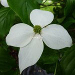 Cornus kousa (2)