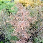 Cryptomeria japonica Elegans