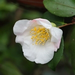 Camellia Quintessence (4)