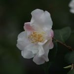 Camellia Quintessence (1)