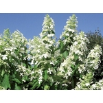 hydrangea%20paniculata%20levana