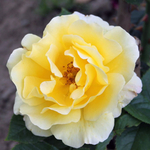 Rosa Glorius