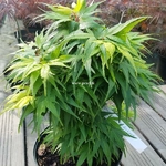 Acer palmatum Mikawa Yatsubusa
