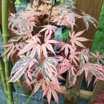 Acer palmatum Shirazz (3)