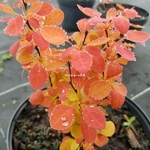 Berberis thunbergii Orange Ice (1)