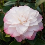 Camellia japonica Nuccio's Pearl