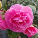 Camellia williamsii Debbie