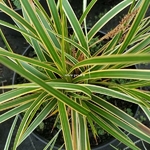 Carex oshimensis Everglow (2)