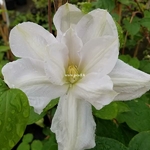 Clematis Mme Lecoultre