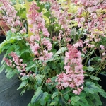 Heucherella Pink Revolution (2)