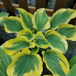 Hosta Liberty