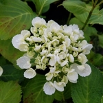 Hydrangea macrophylla Curly Wurly blanc (1)