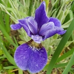 Iris sibirica