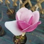Magnolia Cameo (3)