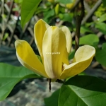 Magnolia Yellow Bird (2)