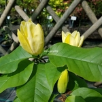 Magnolia Yellow Bird (4)