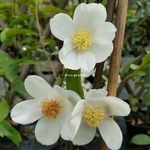 Magnolia yunnanensis (1)