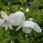 Philadelphus White Rock