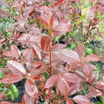 Photinia x fraseri Red Select (1)