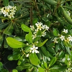 Pittosporum tobira (1)