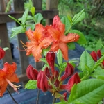 Rhododendron Hotspur Red (1)