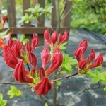 Rhododendron Hotspur Red (2)