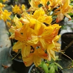 Rhododendron Klondike (1)