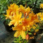 Rhododendron Klondike (2)