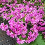 Rhododendron Purple Splendor