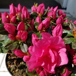 Rhododendron Repetita Coral (1)