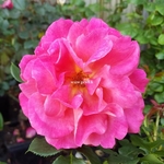 Rosa Belle Epoque (1)