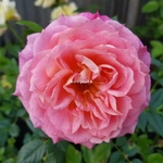 Rosa Briosa (2)