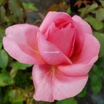 Rosa Special Anniversary (2)