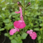 Salvia microphylla Salvinus Pink (1)