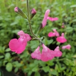 Salvia microphylla Salvinus Pink (2)