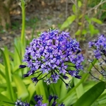 Scilla peruviana (2)