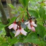 Styrax japonicus Pink Chimes